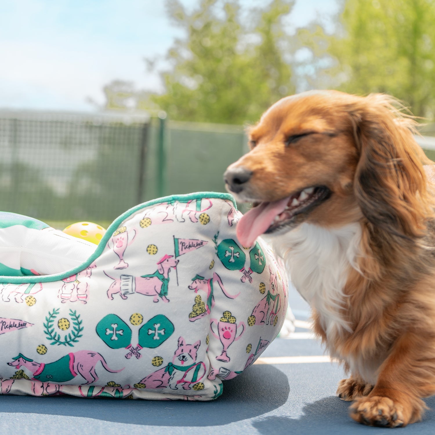 Krissy Mast Pet Bed & Dog Toy Set